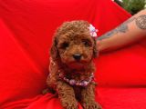 Red Brown Toy Poodle Yavrular