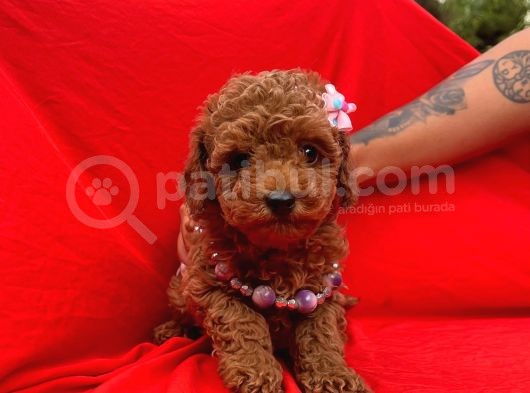 Red Brown Toy Poodle Yavrular görsel