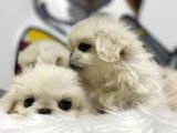 İmperial Pekinese Yavrular