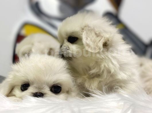 İmperial Pekinese Yavrular görsel
