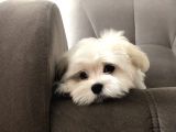 Orji̇nal Maltese Yavrularımız