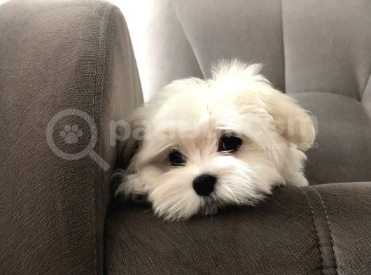 Orji̇nal Maltese Yavrularımız