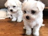 Maltese Kar Beyaz Mini Boy Yavrular