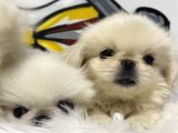 İmperial Pekinese Yavrular