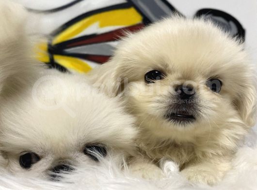 İmperial Pekinese Yavrular görsel