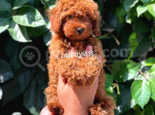 Red Brown Kızıl Renk Erkek Toy Poodle Bebeğimiz görsel