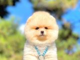 Ayıcık Surat Boo Pomeranian Yavrular