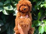 Red Brown Kızıl Renk Erkek Toy Poodle Bebeğimiz