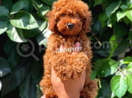 Red Brown Kızıl Renk Erkek Toy Poodle Bebeğimiz görsel