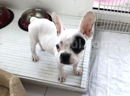 2.5 Aylık Fransız Bulldog görsel