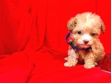 Teacup Maltipoo F2 Orjinal Yavrular