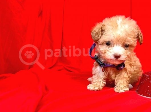 Teacup Maltipoo F2 Orjinal Yavrular
