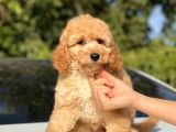 Toy Poodle Bebekler