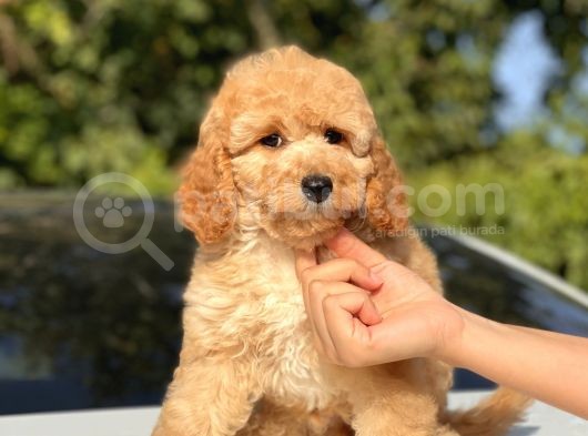 Toy Poodle Bebekler görsel