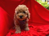 Red -Apricot Toy Poodle Yavrular