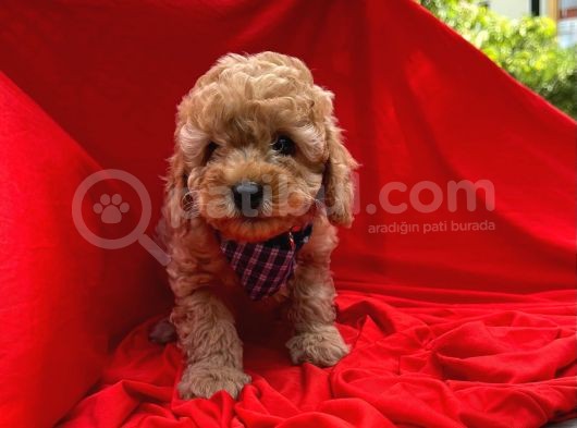 Red -Apricot Toy Poodle Yavrular görsel