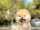 Pomeranian Boo Teddy Bear Safkan Ayicik Surat Yavrularımız