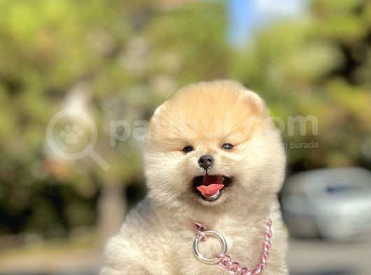 Pomeranian Boo Teddy Bear Safkan Ayicik Surat Yavrularımız görsel