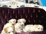 Orjinal Maltipoo Yavrular