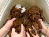 Toy Poodle Her Renk Safkan Belgeli Mikrocipli Yavrularımız