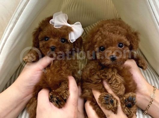 Toy Poodle Her Renk Safkan Belgeli Mikrocipli Yavrularımız