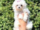 Muhteşem Kore Kan Dişi Maltess Terrier Yavrusu