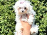 Muhteşem Kore Kan Dişi Maltess Terrier Yavrusu