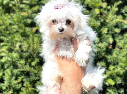 Muhteşem Kore Kan Dişi Maltess Terrier Yavrusu görsel