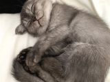 5 British Shorthair Yavrumuz