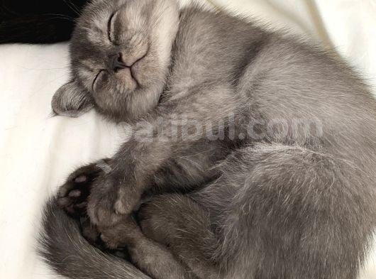 5 British Shorthair Yavrumuz görsel