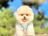 Ayıcık Surat Boo Pomeranian Yavrular