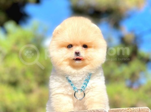 Ayıcık Surat Boo Pomeranian Yavrular görsel