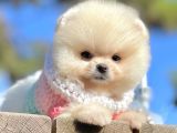 Pomeranian Boo Teddy Bear Safkan Ayicik Surat Yavrularımız