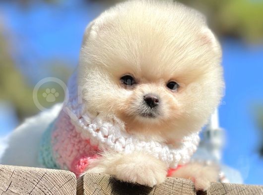 Pomeranian Boo Teddy Bear Safkan Ayicik Surat Yavrularımız görsel
