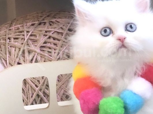 İran Kedileri En Güzel En Asil görsel