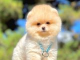 Ayıcık Surat Boo Pomeranian Yavrular