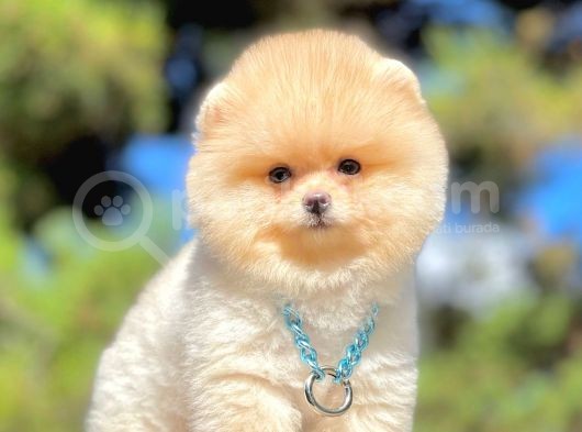 Ayıcık Surat Boo Pomeranian Yavrular görsel