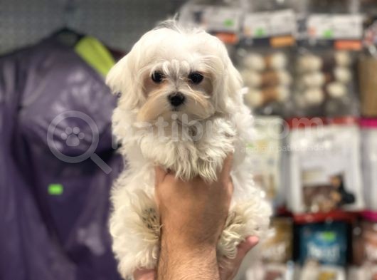 Kore Kan Dişi Maltese Terrier Yavrumuz