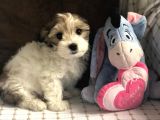Yakışıklı Morkie