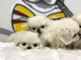 İmperial Pekinese Yavrular