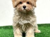 Anne Altından Gerçek Maltipoo