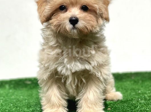 Anne Altından Gerçek Maltipoo görsel