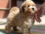 Toy Poodle Her Renk Safkan Belgeli Mikrocipli Yavrularımız