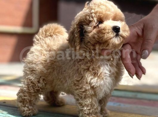 Toy Poodle Her Renk Safkan Belgeli Mikrocipli Yavrularımız görsel