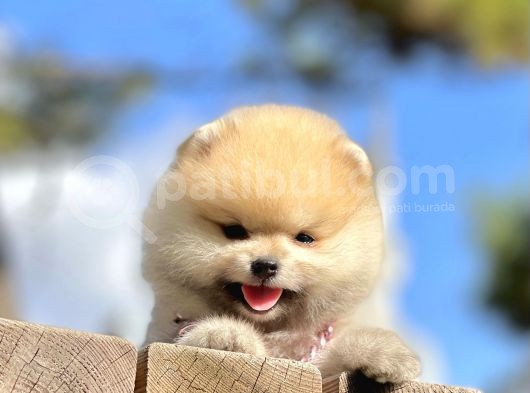 Pomeranian Boo Teddy Bear Safkan Ayicik Surat Yavrularımız görsel