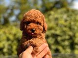 Red Toy Poodle Yavrular