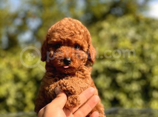 Red Toy Poodle Yavrular görsel