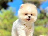 Teddy Face Boo Pomeranian Yavrular