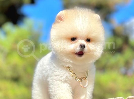 Teddy Face Boo Pomeranian Yavrular