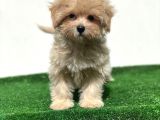 Anne Altından Gerçek Maltipoo